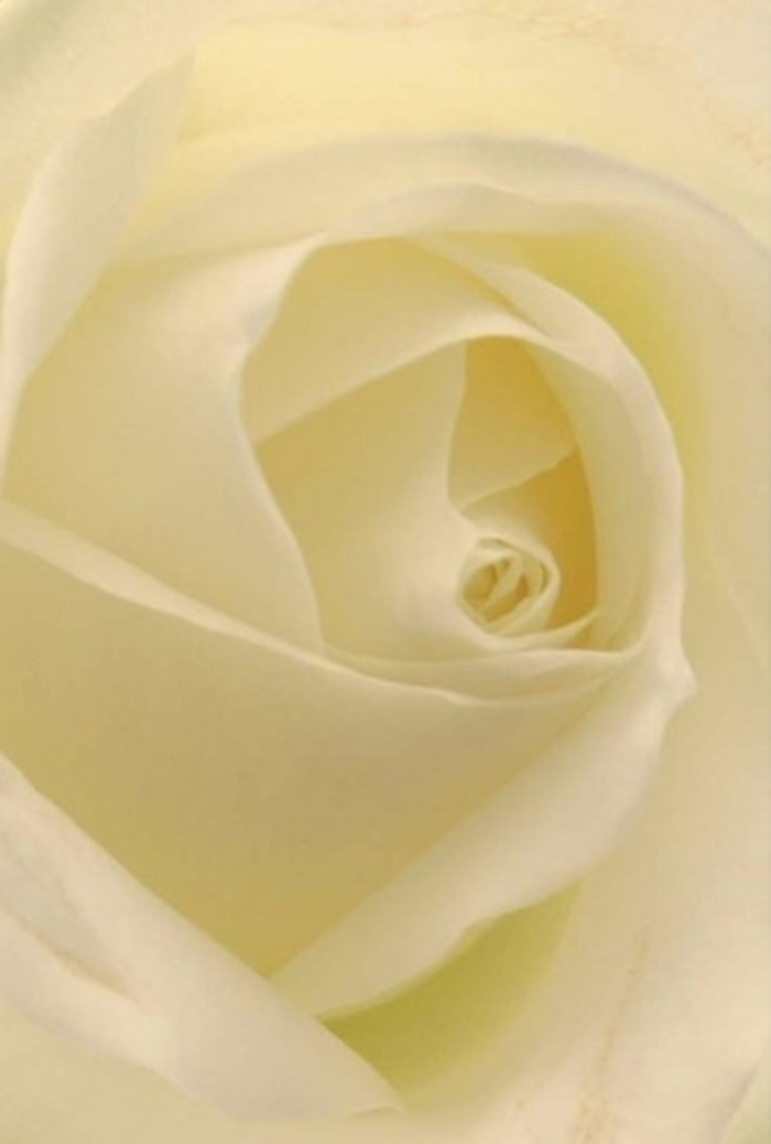 Viewed up close, this classic white rose becomes a study in tranquility and elegant craftsmanship-its spiraled heart a symbol of purity, much like the serene pockets of green that define Brockley. Each petal blends cream and soft white, softly illuminated as if lit by an unseen morning sun drifting through the terraces of Wickham Road. The delicate gradation of shade and light flows down to nearly sheer edges, creating an almost glowing effect. Choosing such a bloom is an act of quiet care-a meaningful gesture for a sincere apology, a romantic gift, or a wedding centrepiece crafted by local hands. The rose's almost flawless form and subtle resilience evoke a sense of steady hope and refined emotion. With every layer, it tells a story of dedication, nature's wisdom, and skilled floristry rooted in the community. The gentle, unspoken scent lingers in the imagination-clean, soothing, and always appropriate for expressing the unsaid. Each arrangement from Flower Delivery Brockley carries this spirit, ready to offer comfort or celebration throughout SE4.